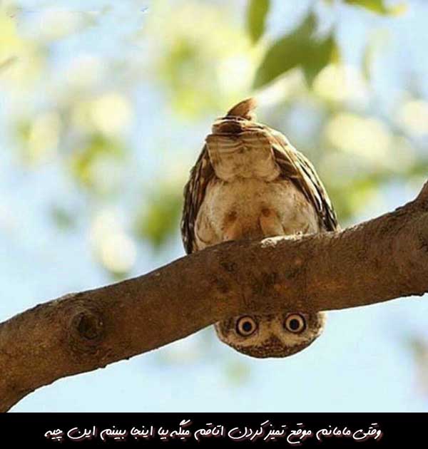 http://www.smskade.ir/wp-content/uploads/2016/03/funy-pic-2016-e94-5.jpg