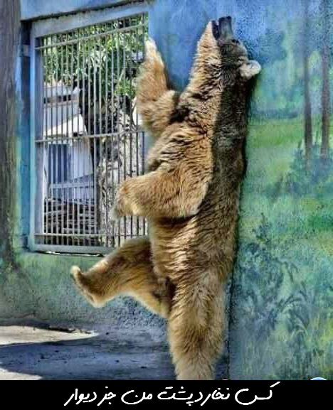http://www.smskade.ir/wp-content/uploads/2016/04/fun-pic-2016-2.jpg