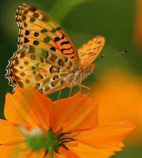 http://www.smskade.ir/wp-content/uploads/2016/04/jomlat-tasir-gozar-o95.jpg